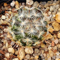 Mammillaria stella-de-tacubaya