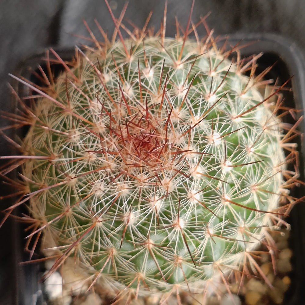 Mammillaria temorisensis