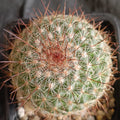 Mammillaria temorisensis