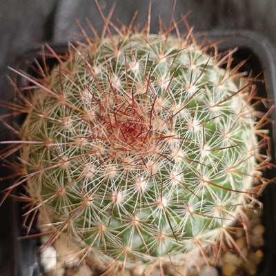 Mammillaria temorisensis