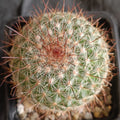 Mammillaria temorisensis