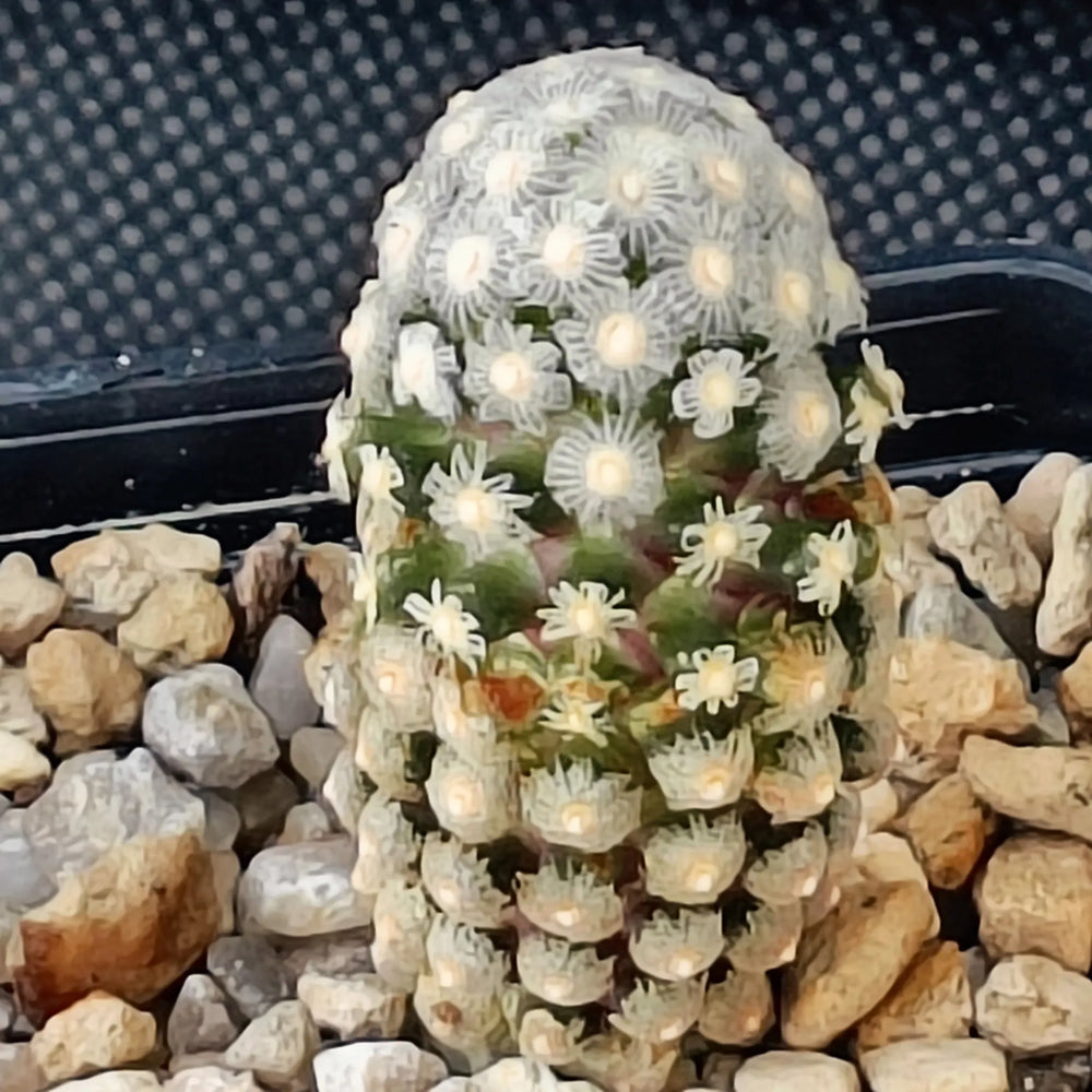 Mammillaria theresae