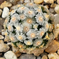 Mammillaria theresae