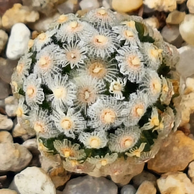 Mammillaria theresae
