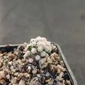 Mammillaria theresae