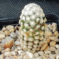 Mammillaria theresae
