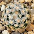 Mammillaria theresae