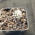 Mammillaria theresae