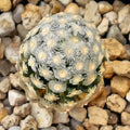 Mammillaria theresae
