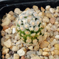Mammillaria theresae