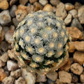 Mammillaria theresae