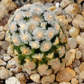 Mammillaria theresae