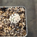 Mammillaria theresae