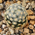 Mammillaria theresae