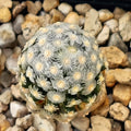 Mammillaria theresae
