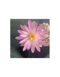 Mammillaria theresae