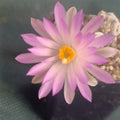 Mammillaria theresae