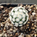 Mammillaria theresae