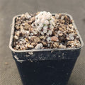 Mammillaria theresae