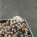 Mammillaria theresae