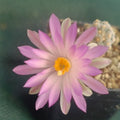 Mammillaria theresae