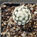 Mammillaria theresae