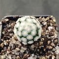 Mammillaria theresae