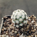Mammillaria theresae