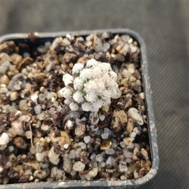 Mammillaria theresae
