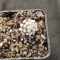 Mammillaria theresae