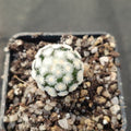Mammillaria theresae