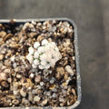 Mammillaria theresae