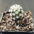 Mammillaria theresae