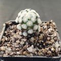 Mammillaria theresae