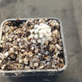 Mammillaria theresae
