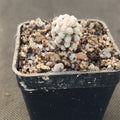 Mammillaria theresae