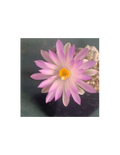 Mammillaria theresae