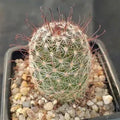 Mammillaria vaupelae SAN FRANCISCO
