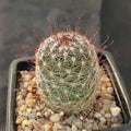 Mammillaria vaupelae SAN FRANCISCO