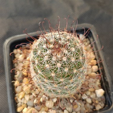 Mammillaria vaupelii SAN FRANCISCO