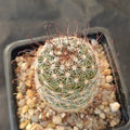 Mammillaria vaupelii SAN FRANCISCO