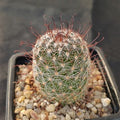 Mammillaria vaupelae SAN FRANCISCO