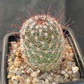 Mammillaria vaupelae SAN FRANCISCO