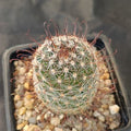 Mammillaria vaupelae SAN FRANCISCO