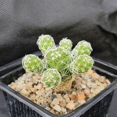 Mammillaria vetula subsp. gracilis fragilis