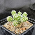Mammillaria vetula subsp. gracilis fragilis