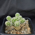 Mammillaria vetula subsp. gracilis fragilis
