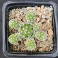Mammillaria vetula subsp. gracilis fragilis