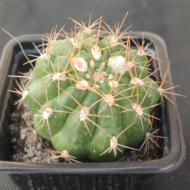 Matucana intertexta