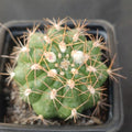 Matucana intertexta